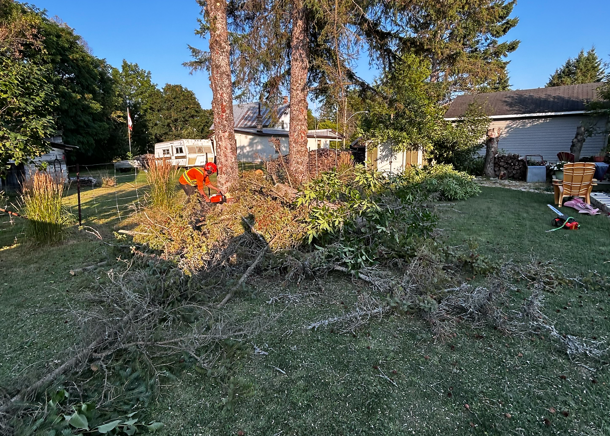 A shrub being removed by a professional